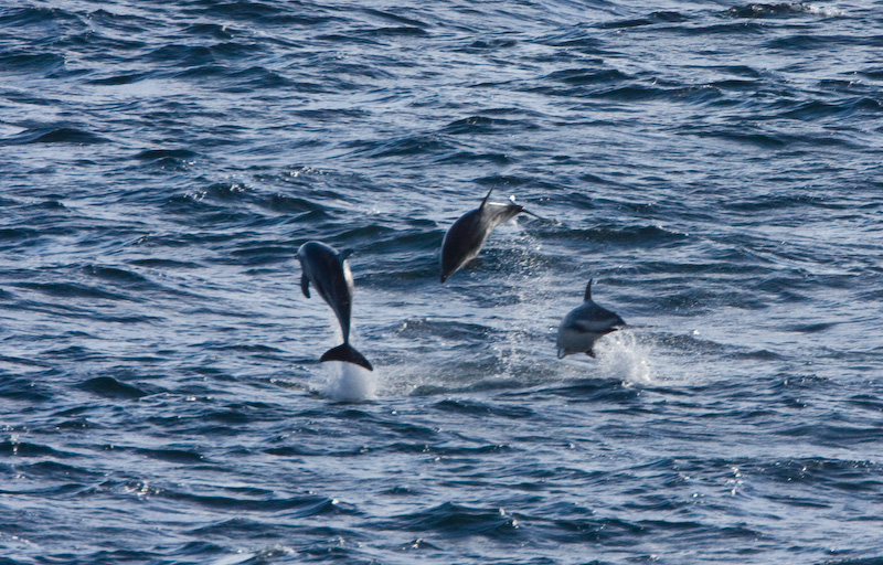 Dusky Doplhins Breaching